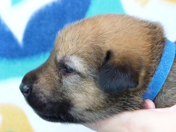 chinook puppy
